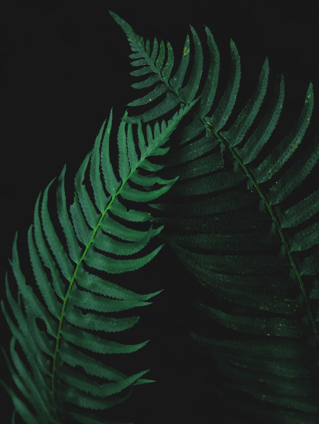 Diplazium-esculentum